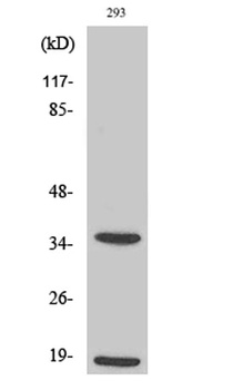 Cleaved-Caspase-6 p18 (D179) rabbit pAb Antibody