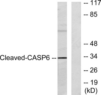Cleaved-Caspase-6 p18 (D179) rabbit pAb Antibody