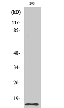 Cleaved-Caspase-7 (S199) rabbit pAb
