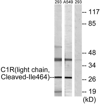 Cleaved-C1r LC (I464) rabbit pAb Antibody