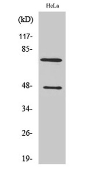 Cleaved-C1s HC (R437) rabbit pAb Antibody