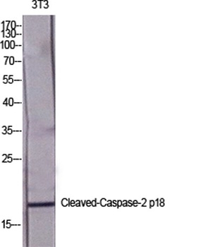 Cleaved-Caspase-2 p18 (G170) rabbit pAb Antibody