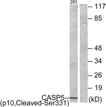 Cleaved-Caspase-5 p10 (S331) rabbit pAb Antibody