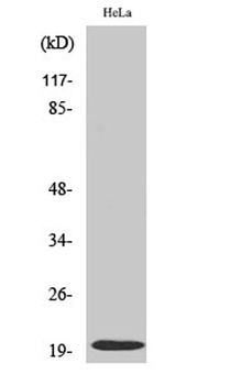 Cleaved-Caspase-5 p20 (D121) rabbit pAb Antibody
