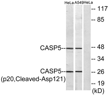 Cleaved-Caspase-5 p20 (D121) rabbit pAb Antibody