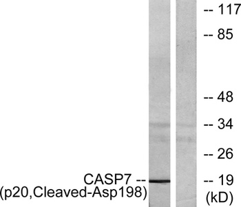 Cleaved-Caspase-7 p20 (D198) rabbit pAb