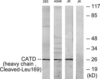 Cleaved-Cathepsin D HC (L169) rabbit pAb Antibody