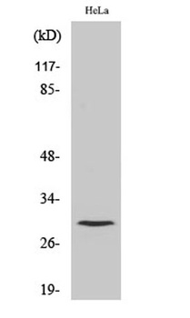 Cleaved-Cathepsin L1 HC (T288) rabbit pAb Antibody