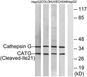 Cleaved-Cathepsin G (I21) rabbit pAb Antibody