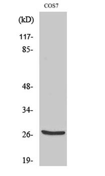 Cleaved-Cathepsin Z (L62) rabbit pAb Antibody
