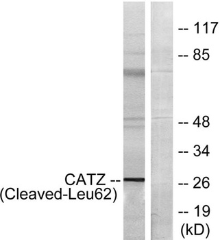 Cleaved-Cathepsin Z (L62) rabbit pAb Antibody
