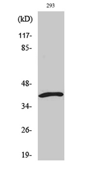 ICAD rabbit pAb Antibody