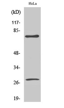 Cleaved-Lamin A (D230) rabbit pAb Antibody