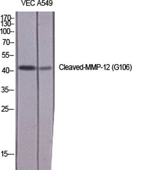 Cleaved-MMP-12 (G106) rabbit pAb