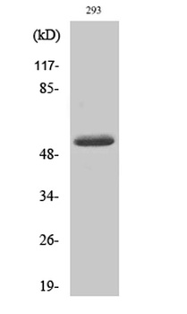 Cleaved-MMP-14 (Y112) rabbit pAb Antibody