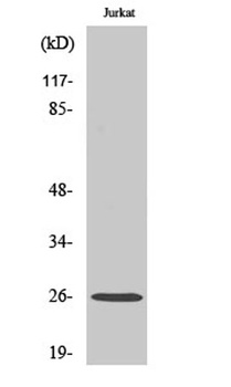 Ephrin-A5 rabbit pAb Antibody