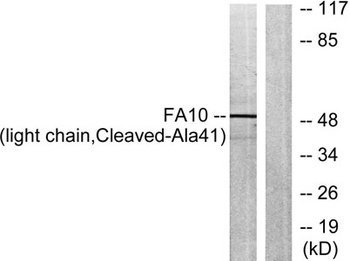 Cleaved-Factor X/ Factor X LC (A41) rabbit pAb Antibody