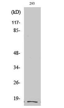 Cleaved-Integrin α5 LC (E895) rabbit pAb Antibody