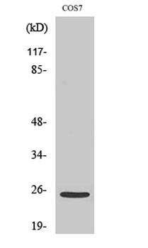 Cleaved-Integrin α7 LC (E959) rabbit pAb Antibody