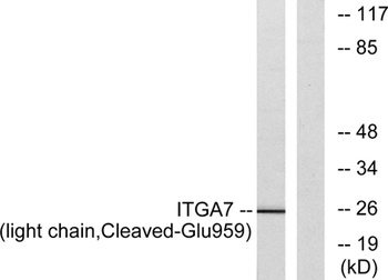 Cleaved-Integrin α7 LC (E959) rabbit pAb Antibody