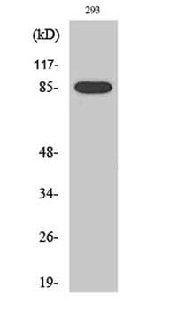 Cleaved-MPO 89k (A49) rabbit pAb Antibody