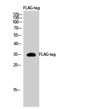 DDDDK-Tag(binds to flag sequnence) rabbit pAb Antibody