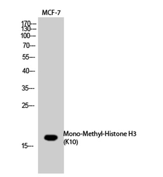 Histone H3 (Mono Methyl Lys10) rabbit pAb Antibody