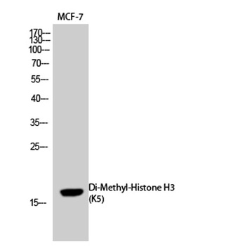 Histone H3 (Di Methyl Lys5) rabbit pAb Antibody