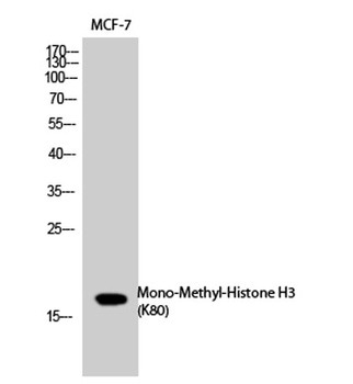 Histone H3 (Mono Methyl Lys80) rabbit pAb Antibody