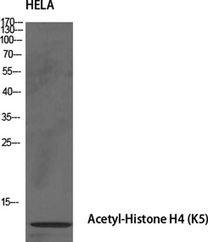 Histone H4 (Acetyl Lys5) rabbit pAb Antibody