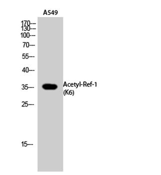 Ref-1 (Acetyl Lys6) rabbit pAb Antibody