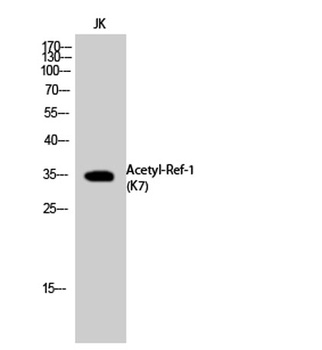 Ref-1 (Acetyl Lys7) rabbit pAb Antibody