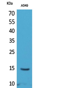 Histone H2B (Acetyl Lys126) rabbit pAb Antibody