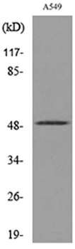 EF-1 α1/2 (Acetyl Lys41) rabbit pAb Antibody