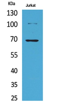 Ku-70 (Acetyl Lys542) rabbit pAb Antibody