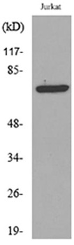 p73 (Acetyl Lys327) rabbit pAb Antibody