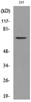 BMAL1 (Acetyl Lys538) rabbit pAb Antibody