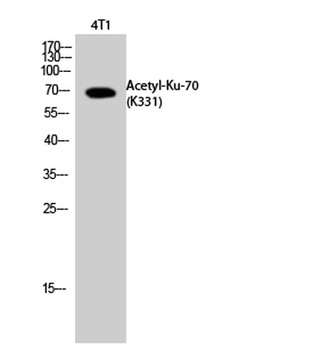Ku-70 (Acetyl Lys331) rabbit pAb Antibody