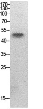 PTEN (Acetyl Lys402) rabbit pAb Antibody