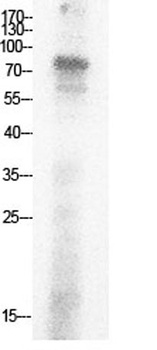 Ub (Acetyl Lys29) rabbit pAb Antibody