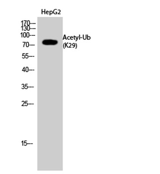 Ub (Acetyl Lys29) rabbit pAb Antibody