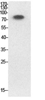 Ub (Acetyl Lys33) rabbit pAb Antibody