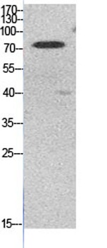 Ub (Acetyl Lys48) rabbit pAb Antibody
