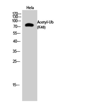 Ub (Acetyl Lys48) rabbit pAb Antibody