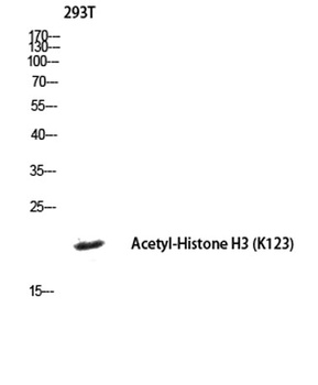 Histone H3 (Acetyl Lys123) rabbit pAb Antibody