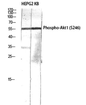 Akt1 (phospho Ser246) rabbit pAb Antibody