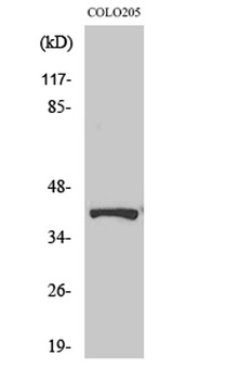 AMPKβ1 (phospho Ser182) rabbit pAb Antibody