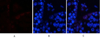 AP-1 (phospho Ser63) rabbit pAb Antibody