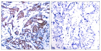 AP-1/Jun D (phospho Ser73/100) rabbit pAb Antibody