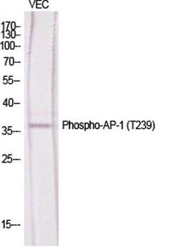 AP-1 (phospho Thr239) rabbit pAb Antibody